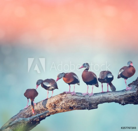 Image de Black-bellied Whistling Ducks